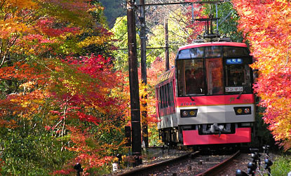 京都の紅葉 叡山電車 もみじのトンネル