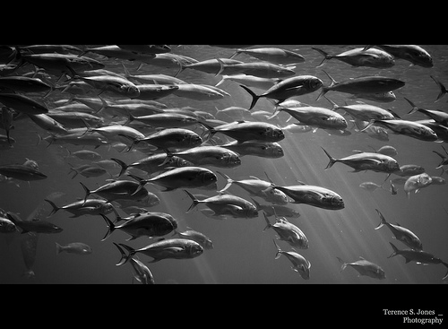 魚の群れ イミダペプチド源